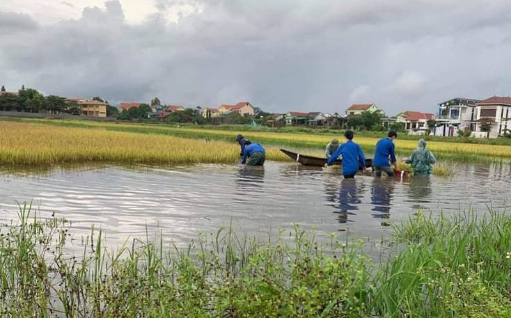 Huy động đoàn viên thanh niên gặt lúa giúp dân