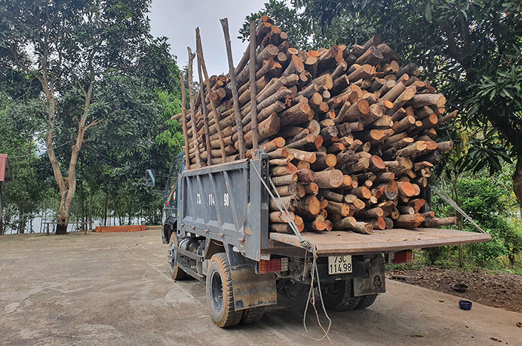 Gian nan xử lý các vụ phá rừng, lấn chiếm đất lâm nghiệp trái phép