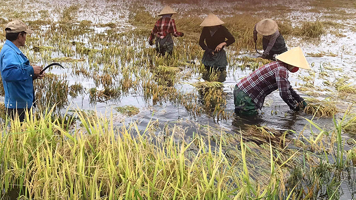 "Chạy đồng" vượt lũ... cứu lúa