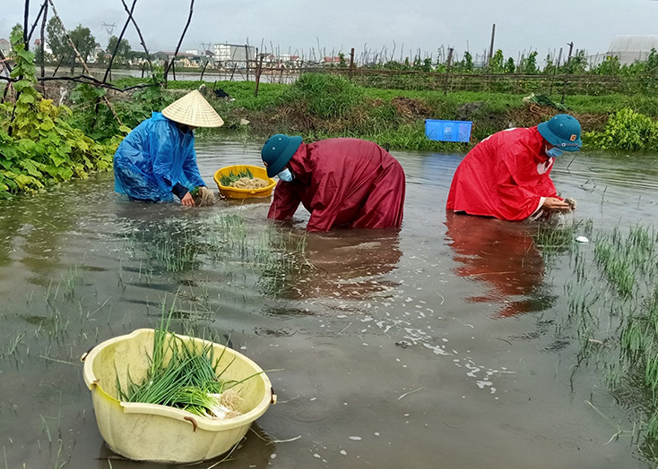 Mưa lớn làm hơn 1.150ha cây trồng bị đổ, rạp