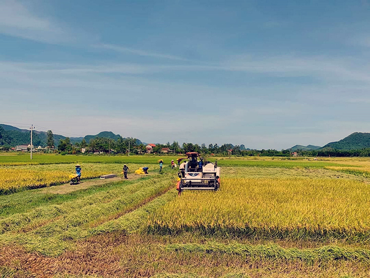 Vụ hè-thu thắng lợi
