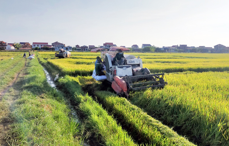 Bố Trạch: Hoàn thành thu hoạch lúa vụ hè-thu