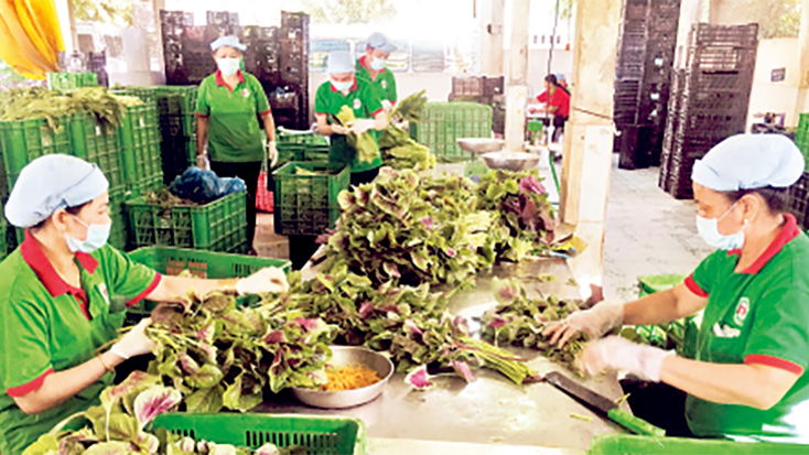Giải thể dứt điểm các hợp tác xã không còn hoạt động