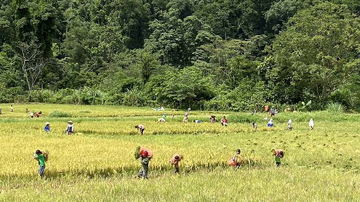 Đồn Biên phòng Cà Xèng giúp dân thu hoạch lúa trước mùa mưa bão