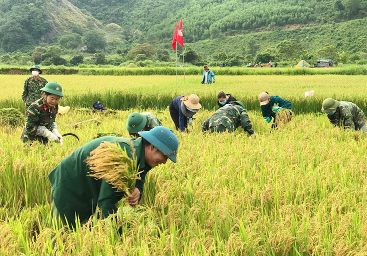 Đoàn Kinh tế-Quốc phòng 79 giúp đồng bào dân tộc thiểu số thu hoạch lúa