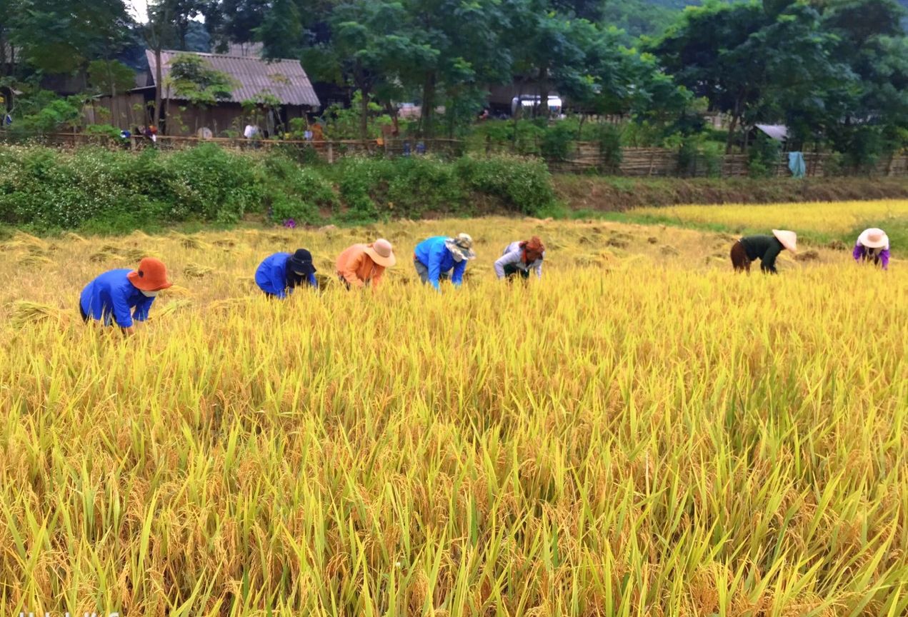 "Áo xanh" gặt lúa giúp dân bản Ka Ai