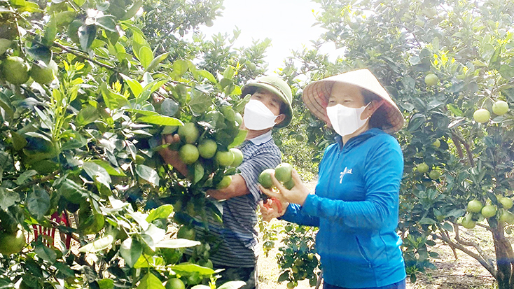 Hướng tới thương hiệu "Cam Lệ Thuỷ"