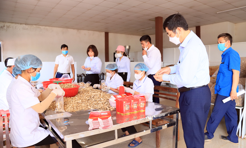 Xây dựng mô hình sản xuất, sơ chế dược liệu kim tiền thảo và sâm báo