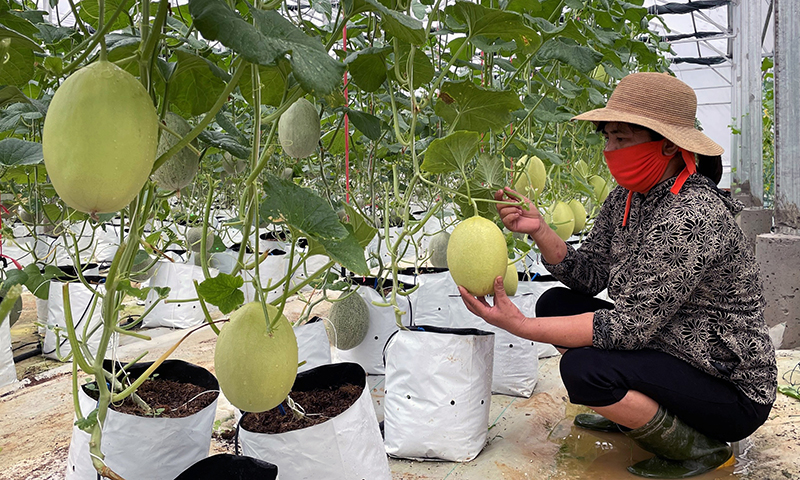 Nông sản trong mùa dịch - Bài 2: Kết nối, hỗ trợ tiêu thụ nông sản
