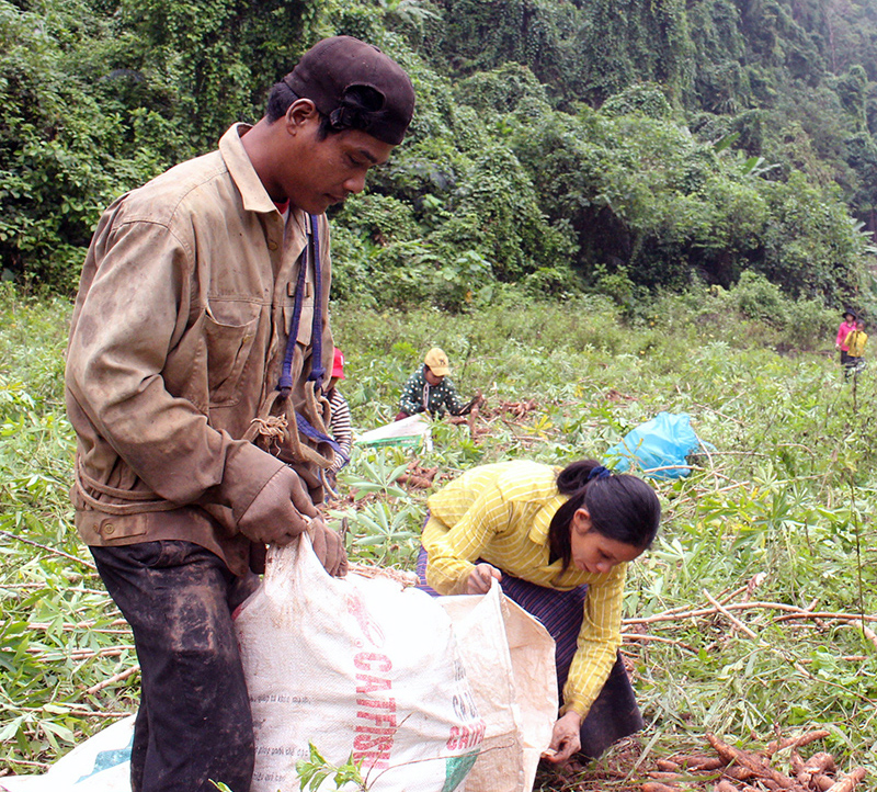 Cây "giảm nghèo" ở Trường Sơn