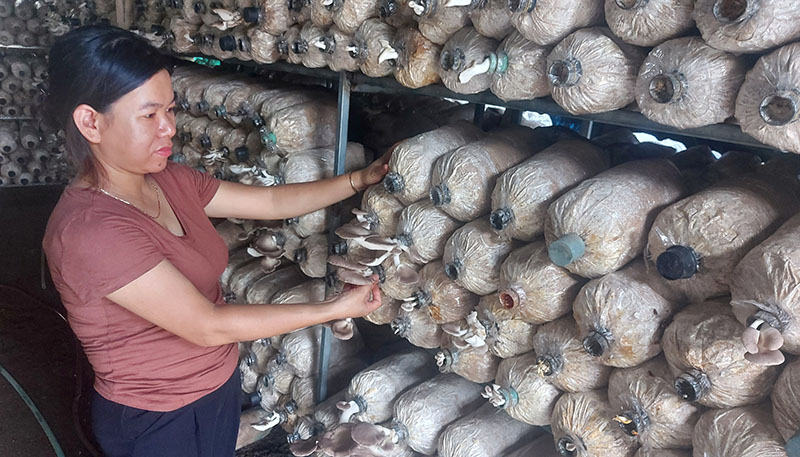 Triển vọng mô hình trồng nấm kết hợp rau sạch