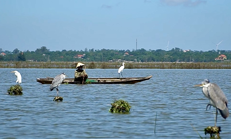 Mùa "tận diệt" chim trời
