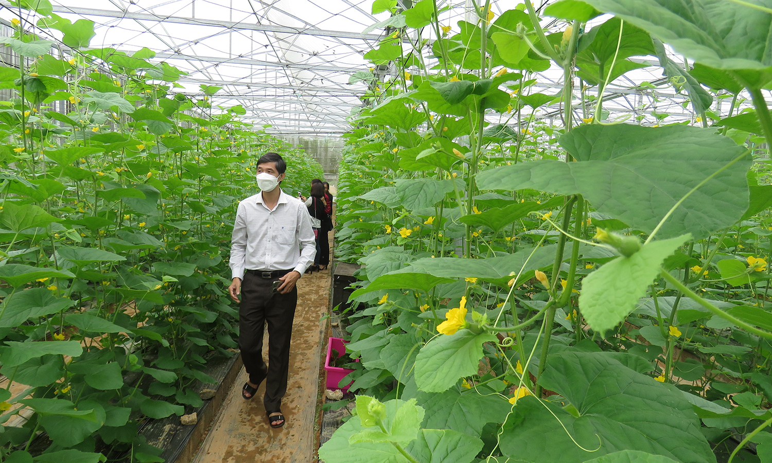 Ông chủ trẻ và sản phẩm VietGAP công nghệ cao