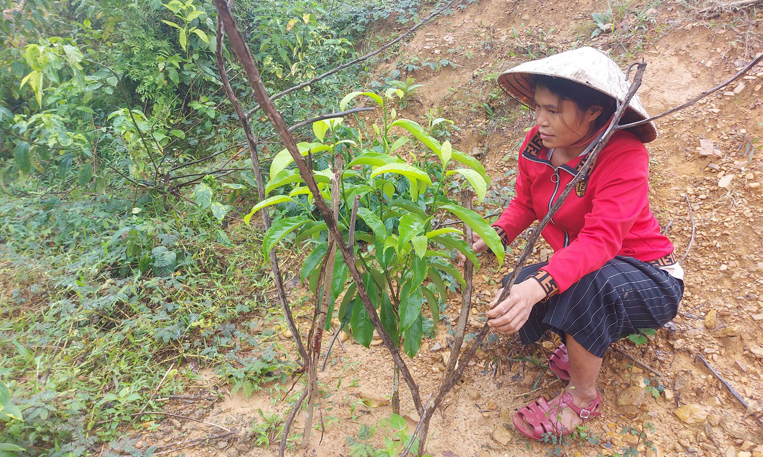 Những cánh rừng "mặt trận"...