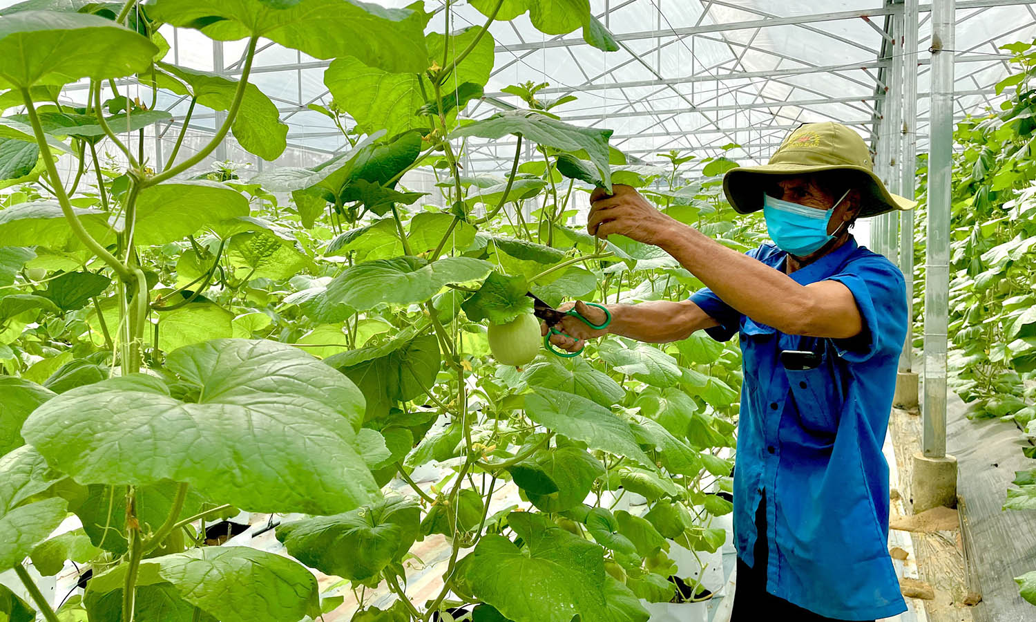 Hướng tới sản xuất nông nghiệp sạch