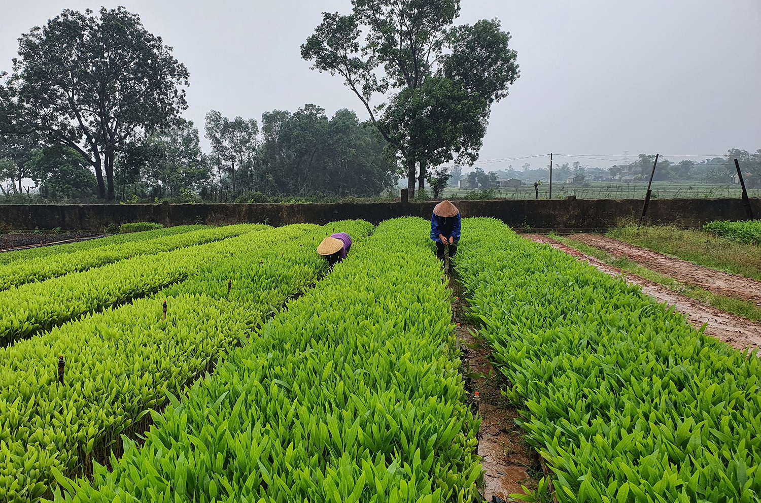 Nâng cao chất lượng rừng trồng sau khai thác