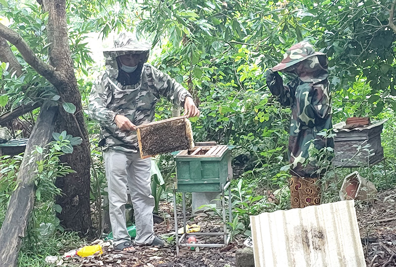 Mật ong Nghĩa Ninh