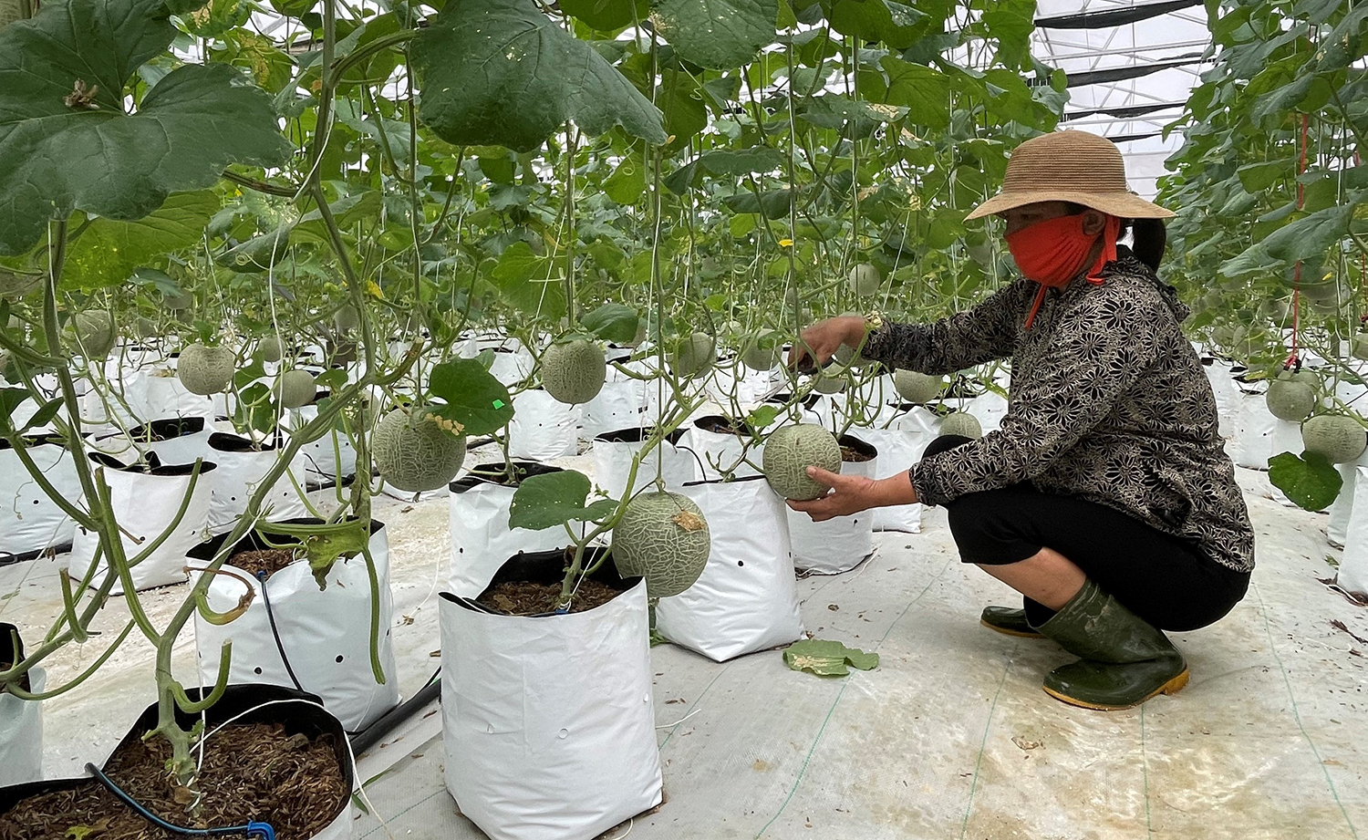 Toàn tỉnh có 45 cơ sở được cấp giấy chứng nhận VietGAP
