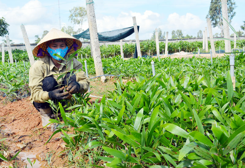 Bố Trạch: Phấn đấu trồng thêm 2,12 triệu cây xanh