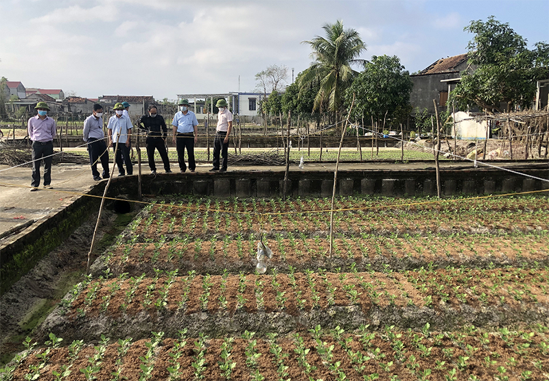 Lệ Thủy: Ứng dụng khoa học kỹ thuật trồng hoa Tết