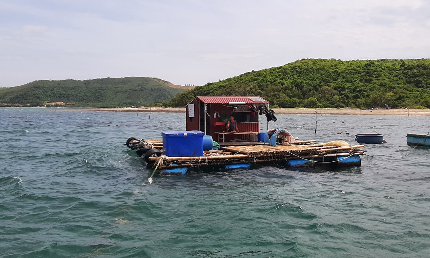 Hướng đi mới từ nuôi ốc hương trên biển