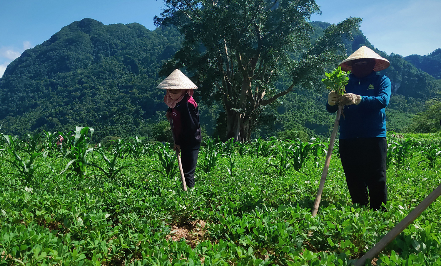 Phát huy vai trò lãnh đạo của cấp ủy trong xây dựng nông thôn mới
