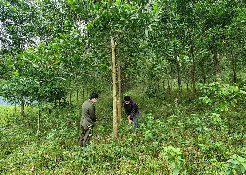 Trồng rừng gỗ lớn, hướng đi bền vững