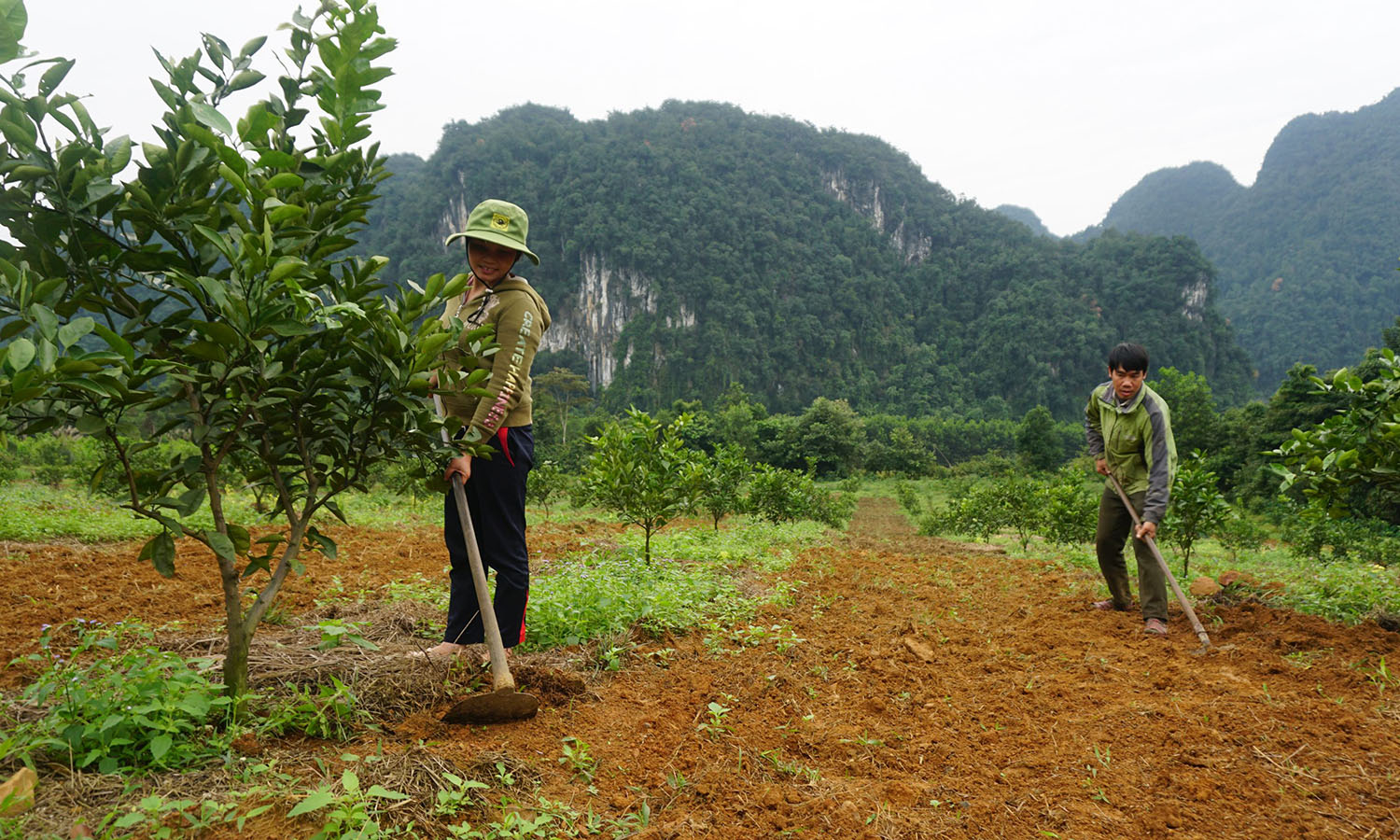 "Ngược núi" làm giàu