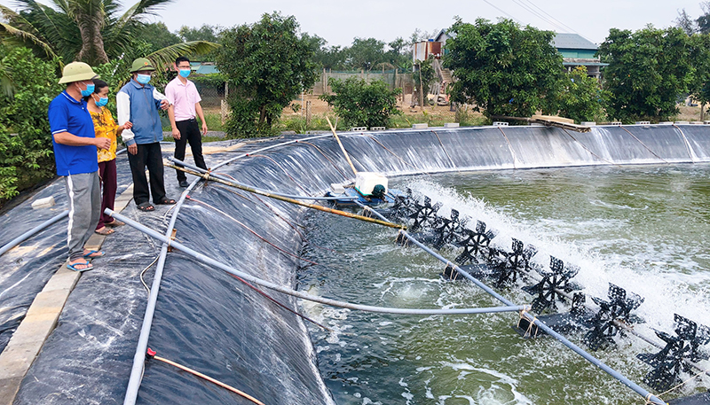 Trang trại trù phú trên vùng đất nhiễm mặn