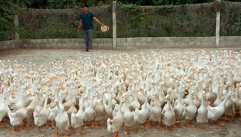 Phát huy lợi thế vùng gò đồi