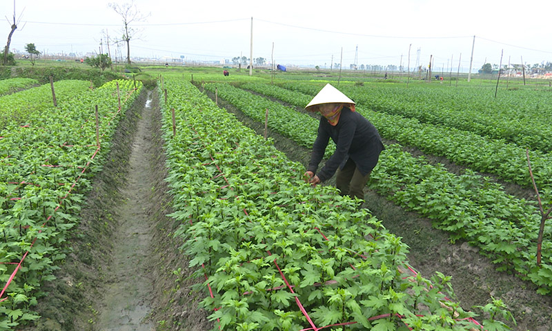 Làng hoa Quảng Long tất bật vào vụ Tết