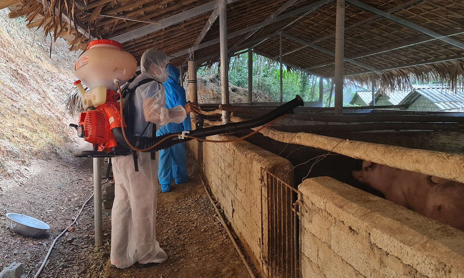 Phòng, chống dịch bệnh cho đàn vật nuôi: Bảo đảm an toàn, phục vụ thị trường Tết