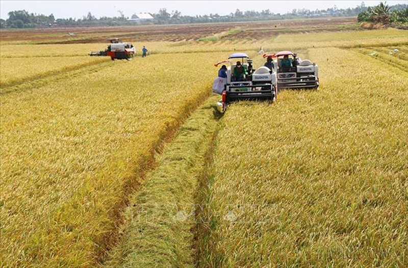 Đưa gạo Việt Nam lên tầm cao mới