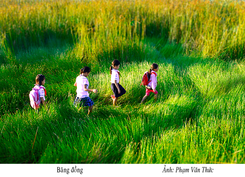 Băng đồng