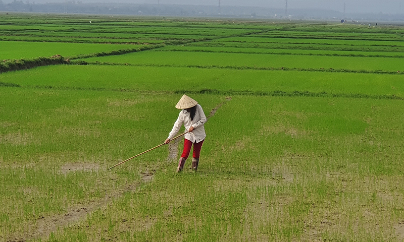 Lệ Thủy: Vụ đông-xuân dự báo nhiều khó khăn
