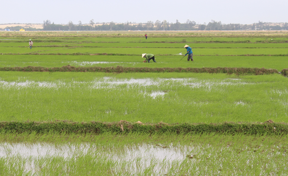 Gieo trồng trên 5.150 ha lúa đông-xuân