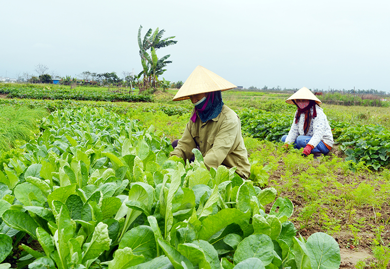 Đẩy nhanh tiến độ sản xuất vụ đông-xuân