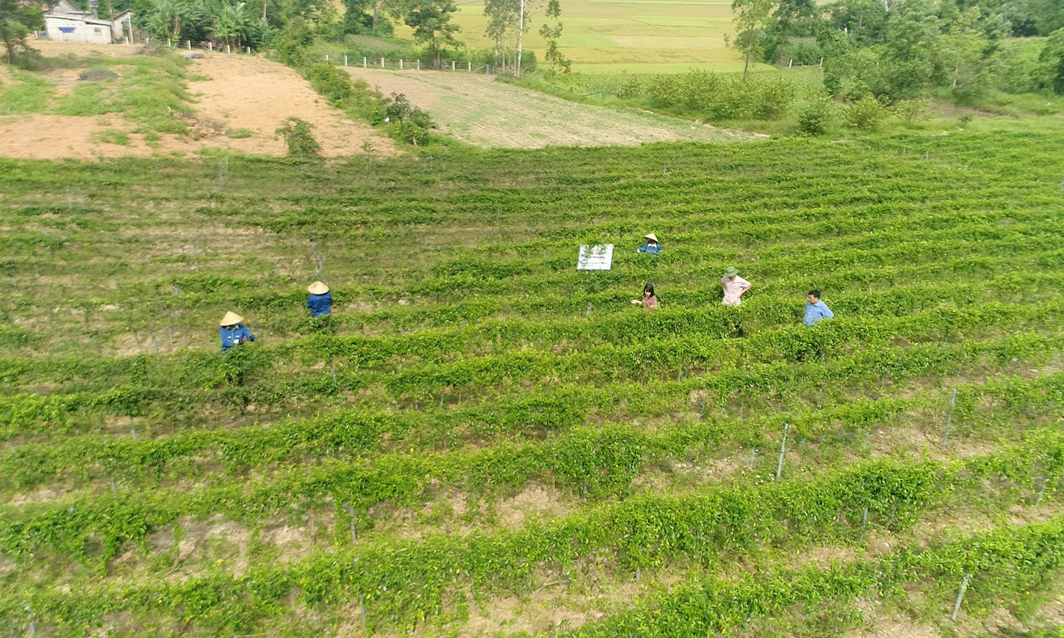 "Ngược sóng"...