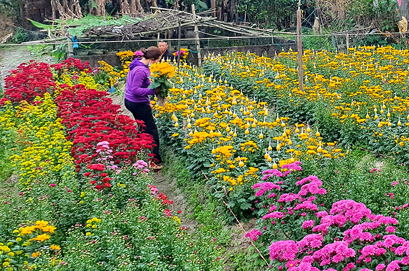 Mùa đi trên những luống cây