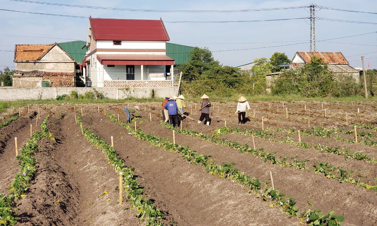 Khi nông dân làm giám đốc
