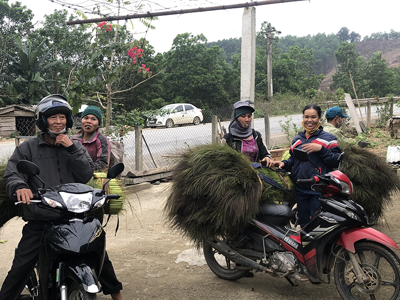 Minh Hóa mùa đót trổ bông