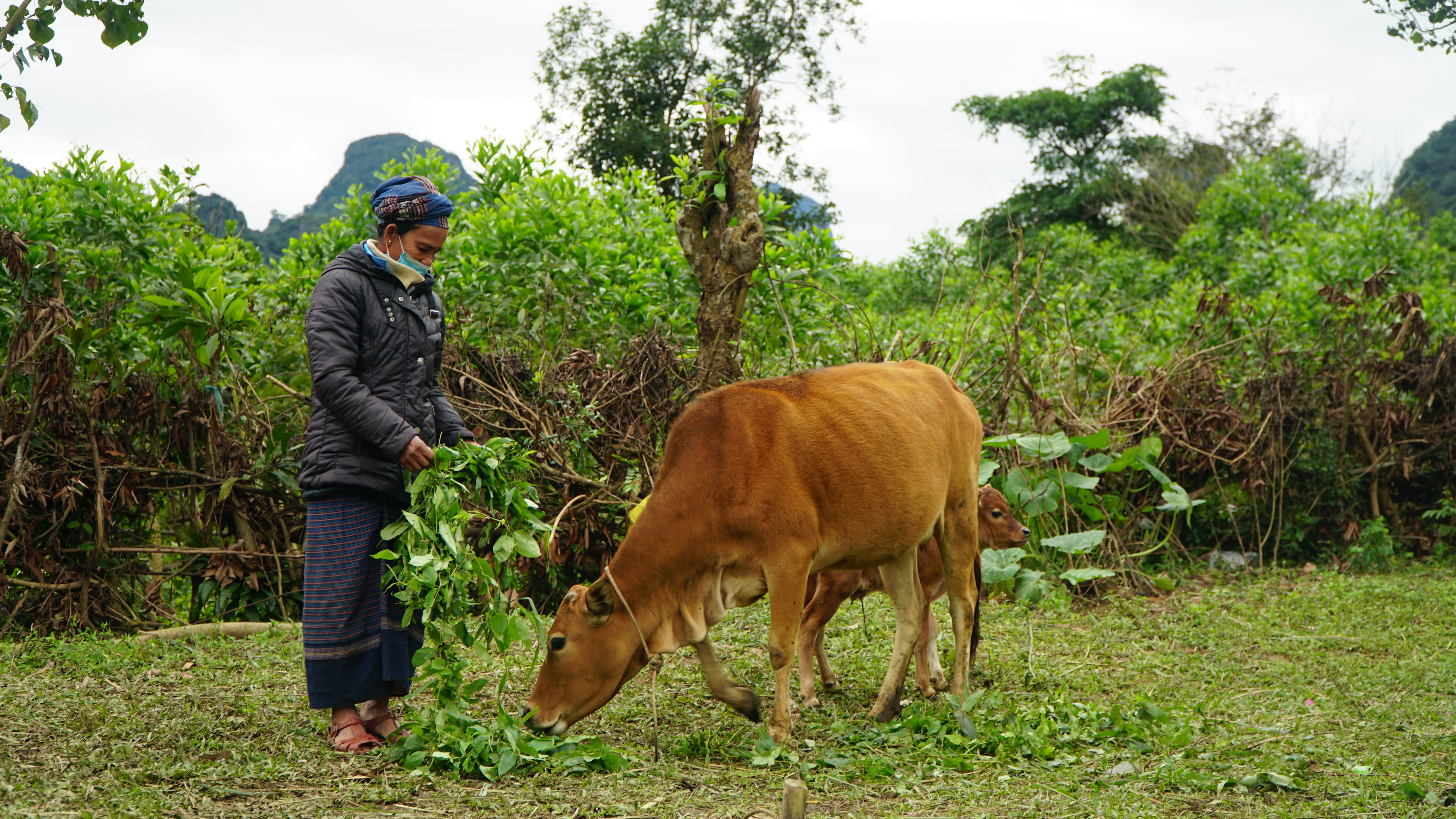 Nông dân chủ động ứng phó với đợt rét đậm