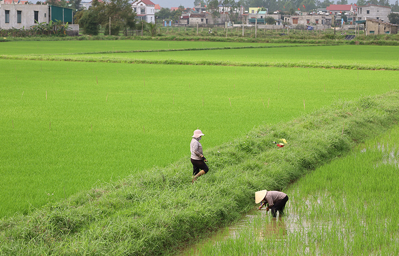Quảng Ninh: Tập trung chăm sóc cây trồng vụ đông-xuân
