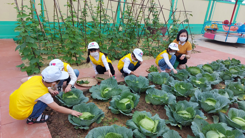Ấn tượng từ mô hình "Vườn rau của bé"