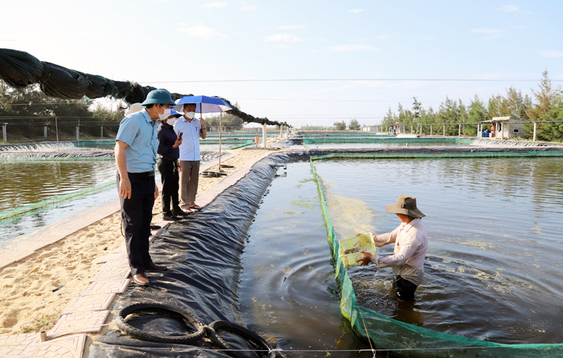 Nhân rộng mô hình nuôi ốc hương thương phẩm
