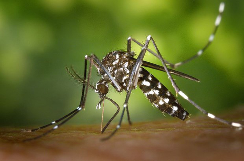 WHO cảnh báo nguy cơ đại dịch từ các virus lây truyền qua côn trùng
