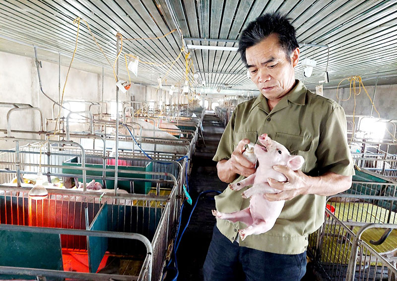 Cựu chiến binh giúp nhau nâng cao đời sống