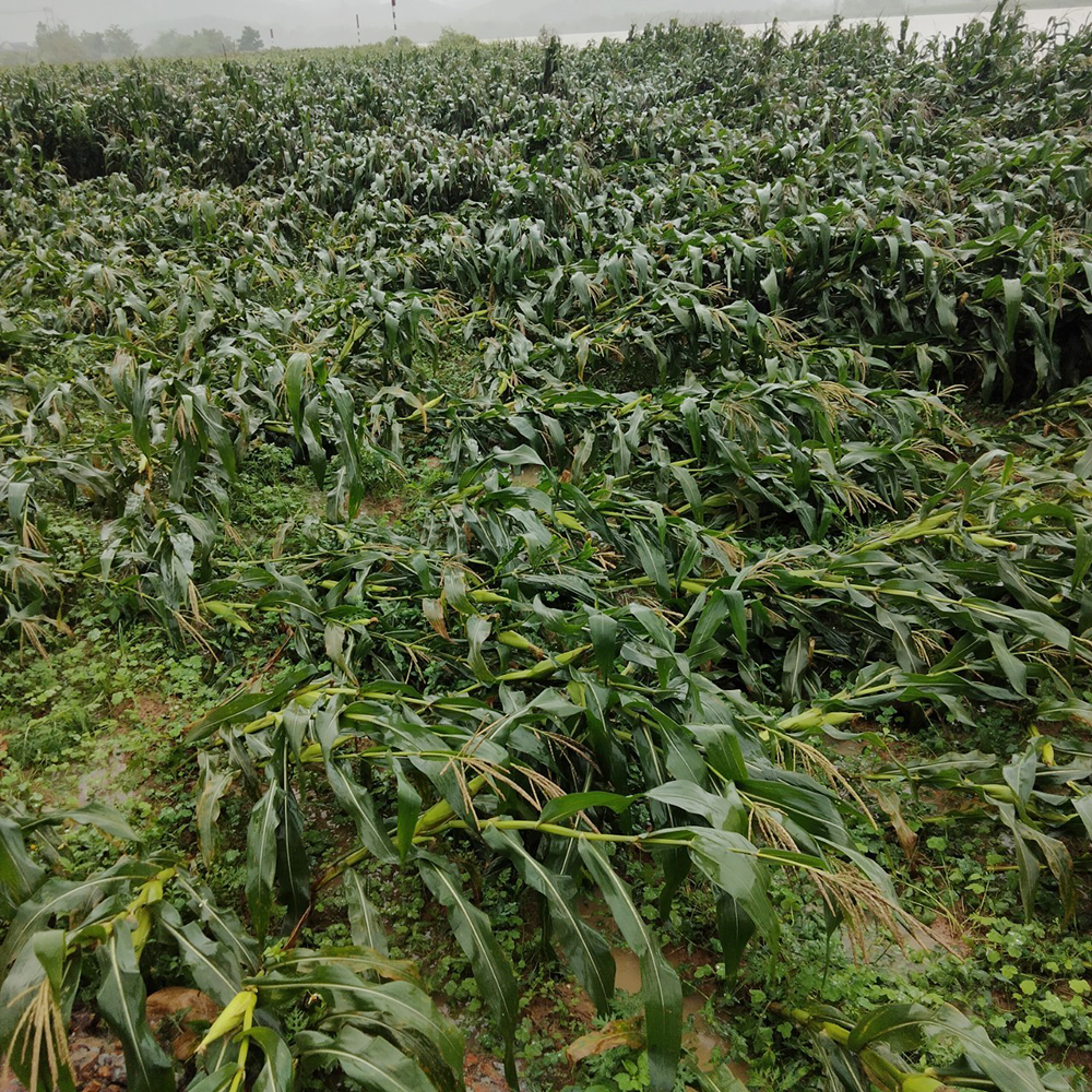 Mưa lớn, nhiều cây trồng vụ đông-xuân bị ngập, gãy, đổ