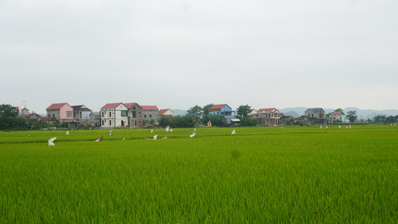 Khởi sắc ở "ốc đảo" Thuận Hòa