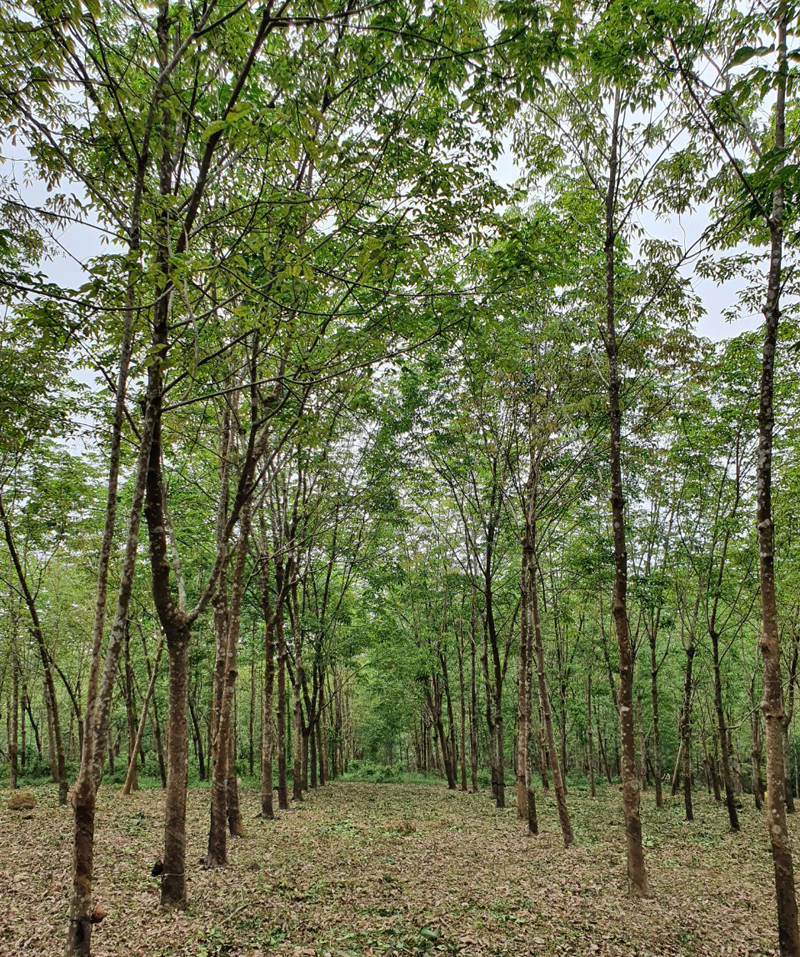 Đất cằn "nở hoa"…